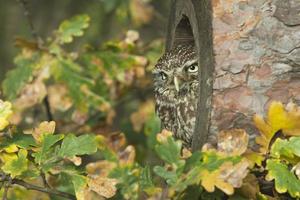 Little owl, Athene noctua photo
