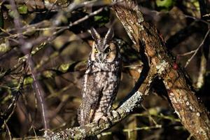 long eared owl photo