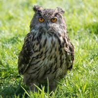 European Eagle Owl photo