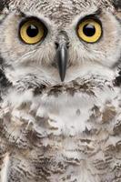 Close-up of Great Horned Owl, Bubo Virginianus Subarcticus photo