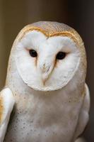 Portrait of a British Barn Owl