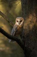 Barn owl perched on a branch