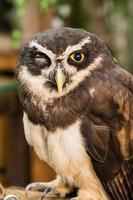 Spectacled owl photo