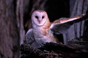 Bird-Barn owl photo