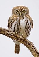 Pearlspotted Owl photo