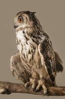 EAGLE OWL photo