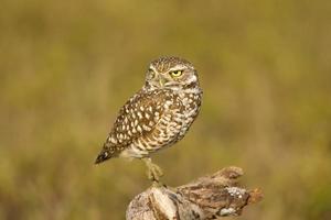 Burrowing Owl preched on a stick photo