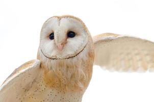 Barn Owl in flight photo