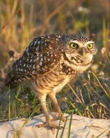 Burrowing Owl Staring photo