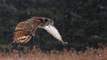 Speaking Great Horned Owl in Flight photo