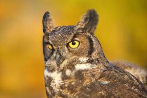 Portrait of Great horned owl photo