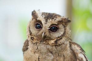 Young owl