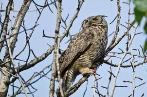 Great Horned Owl Scanning Across the Tree Tops