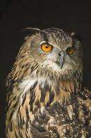 Eurasian Eagle-owl portrait photo