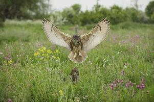 Eagle Owl photo