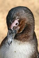 African Penguin in the Zoological Center photo