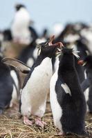 Rockhopper Penguins Courting