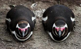 Penguin photo