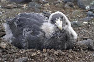 almost entirely moulting chick southern giant petrel