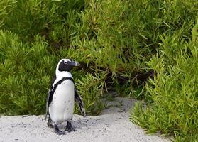 pingüino africano (spheniscus demersus) foto