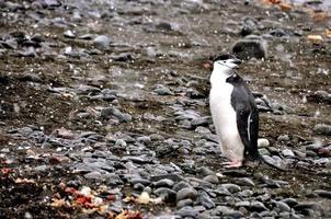 The Chinstrap Penguin photo