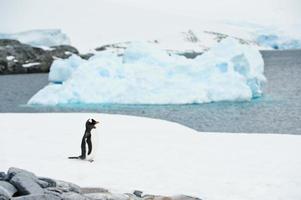 Iceberg and gentoo penguin photo