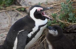 Adult and baby African penguin