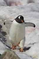 Gentoo penguin walking on a trail 1 photo