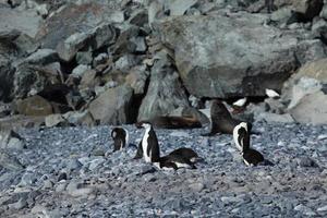 Zügelpinguin oder Kehlstreifenpinguine in der Antarktis photo