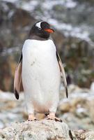 Gentoo penguin which stands on a rock near the colony photo