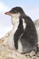 Gentoo penguin chick near the nest on a sunny afternoon photo