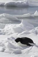 Adelie Penguin which lies on the frozen ocean photo