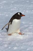 Gentoo penguin walking on snow overcast day