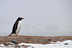 The Gentoo Penguin standing on the rock