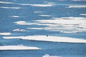 One lonely penguin walking around on the ice in Antarctica photo