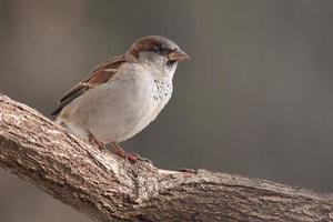 house sparrow