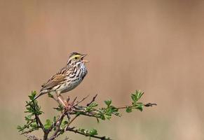 Singing Savannah Sparrow photo