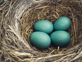 Baby Robin Eggs in Nest