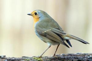 Red robin (Erithacus rubecula) on a branch. photo