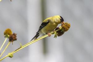 gold finch eating photo