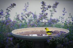 American Goldfinch On Birdbath photo