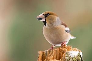 Hawfinch on a stump photo