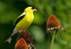 American Goldfinch on Coneflower photo