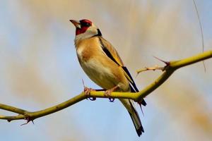 Goldfinch on Branch