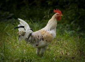 Bali Rooster photo
