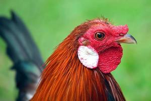 Closeup of rooster photo