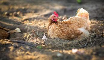 Hen in a farmyard (Gallus gallus domesticus)