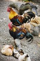 roosters and hens