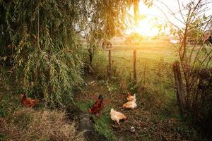 Chickens on organic farm