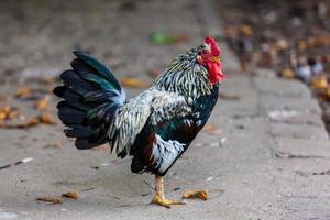 Beautiful Rooster.